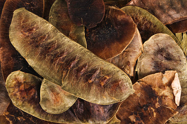 The  Alexandrian Senna Pod on the wood