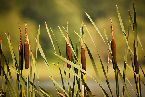 Several typha (also known as cattails) growing in the wild near a lake.