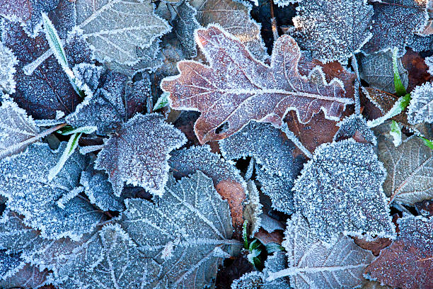 istock December frozen leaves on the field ground. 467801197