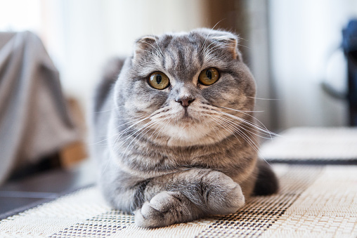 British kitten sitting in front of white background.