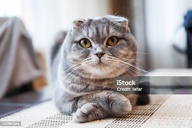 Lovable Scottish Fold Cat Stock Photo - Download Image Now - Scottish Fold Cat, Domestic Cat, Undomesticated Cat