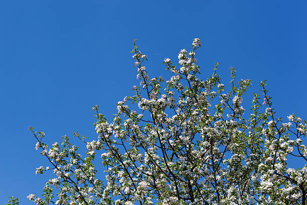 istock Blooming branch of apple tree on sky background 467802586