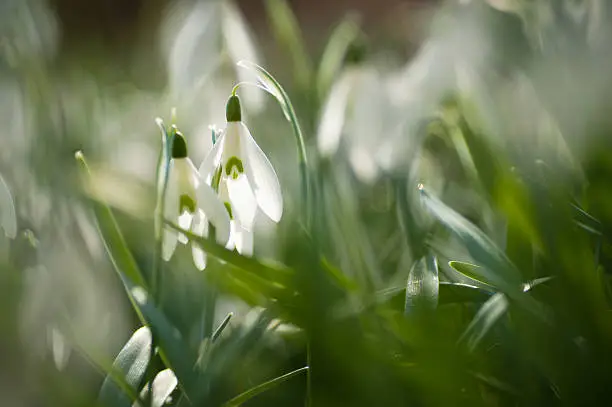 Close up of snowdrops in the morninglight  with a soft bokeh.