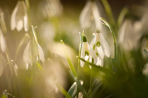 Close up of snowdrops in the morninglight with a soft bokeh.