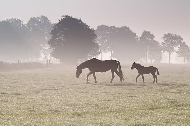 istock horse family walk on misty pasture 467806130