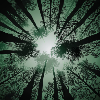 Vector illustration of a green forest canopy silhouetted against the sky.