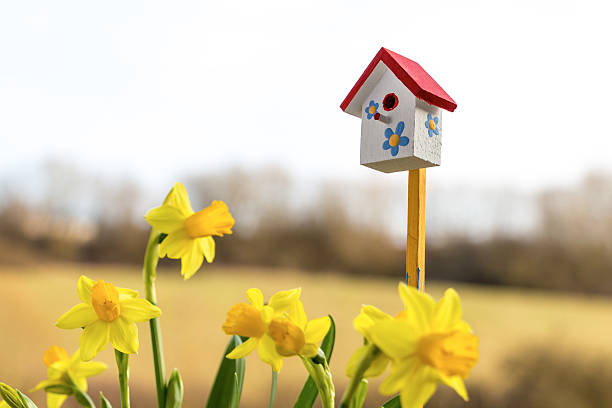 istock Narcisses and happy birdhouse in spring, Luxembourg 467807980