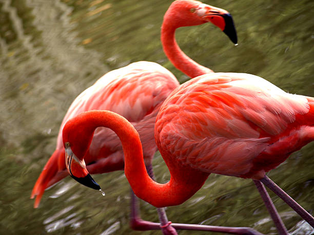istock Carribbean Flamingos 467808250