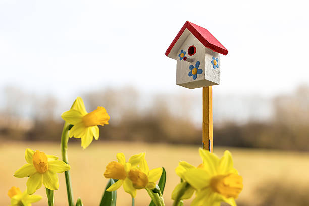 istock Narcisses and happy birdhouse in spring, Luxembourg 467809040