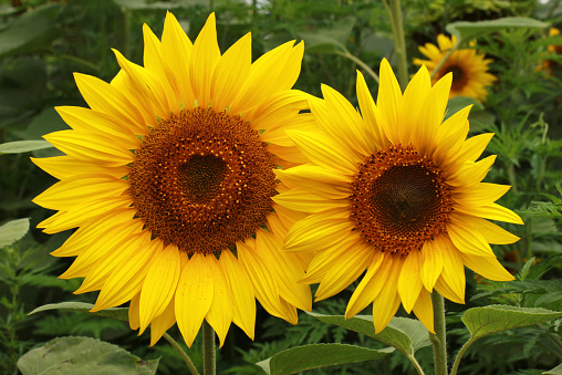 Two sunflowers in focus. Close-up. Other sunflowers as background. Outdoors shot. No shadows. No sky.