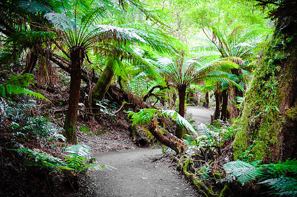 istock Maits Rest Rainforest Trail on Great Ocean Road, Australia 467810624