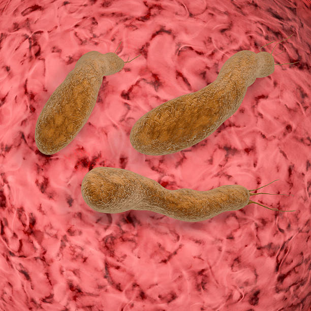 helicobacter pylori - 3d prestado ilustración - pylori fotografías e imágenes de stock