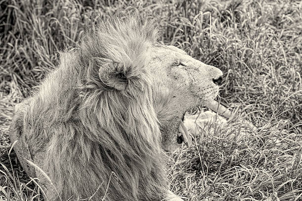 istock Lion at wild - Yawning 467814357