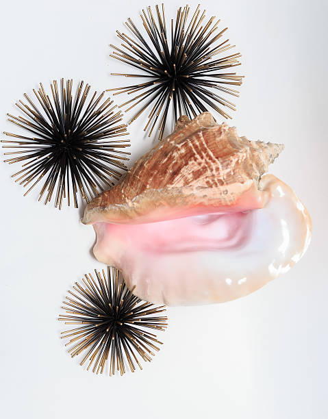 closeup view of  seashell with sea decorated urchins on grey
