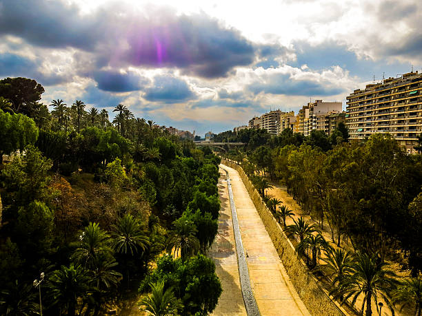 Sunny day over a palm tree garden - Elche, Spain stock photo