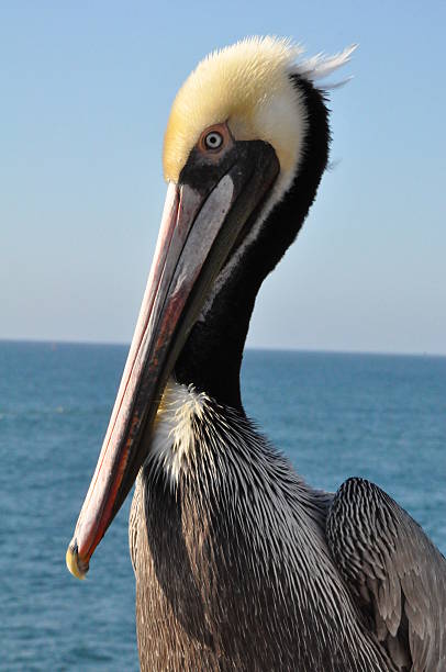istock Pelican in Oceanside, California 467818292