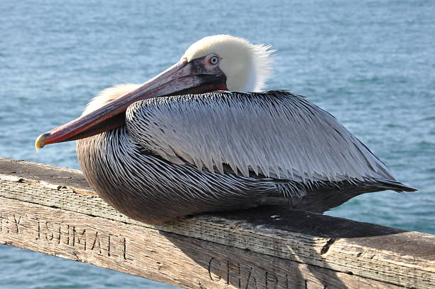 istock Pelican in Oceanside, California 467818510