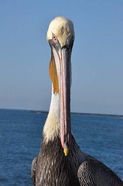 istock Pelican in Oceanside, California 467818644