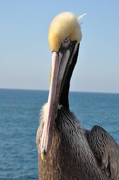 istock Pelican in Oceanside, California 467818718