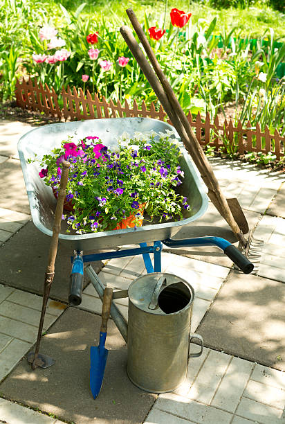 istock wheelbarrow with  flowers and garden tools 467818882