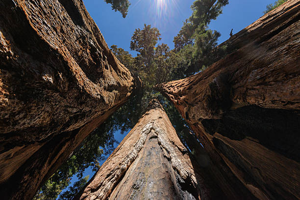 istock Big sequoias in beautiful sequoia national park 467819028