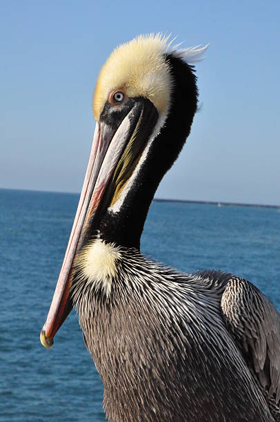 istock Pelican in Oceanside, California 467819074