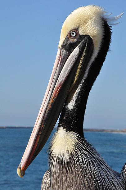 istock Pelican in Oceanside, California 467819090