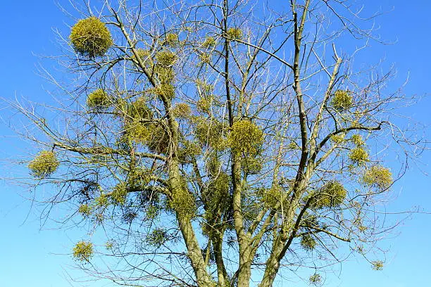 Photo of Mistletoes