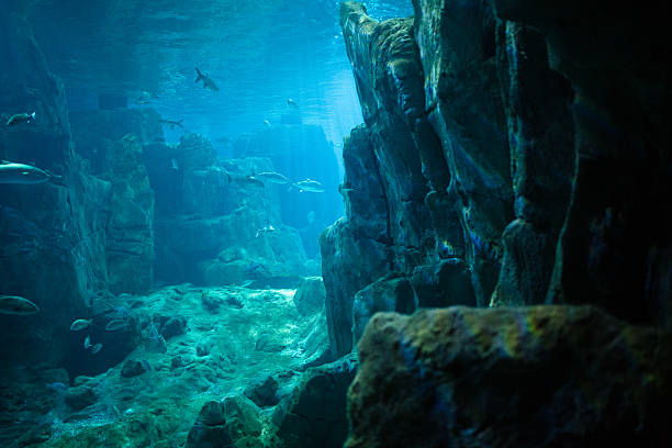 istock Exotic fishes in an aquarium 467819836