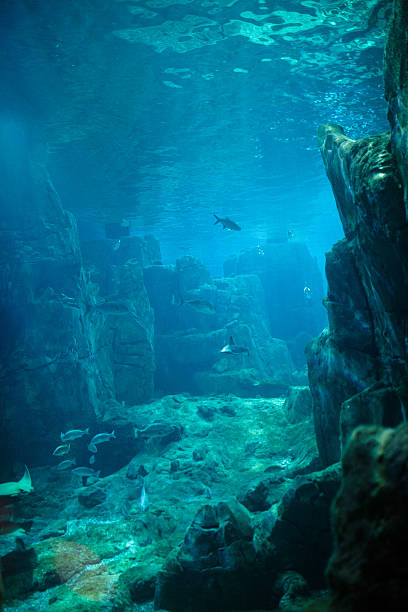 istock Exotic fishes in an aquarium 467819844