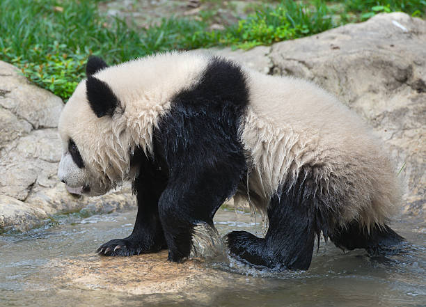Giant panda bear in nature