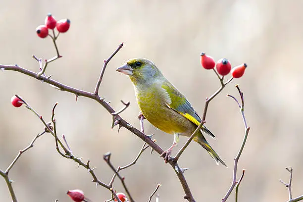 European greenfinch with red rose hips