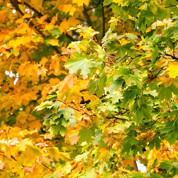 istock Yellow autumn maple leaves on a tree 467821527