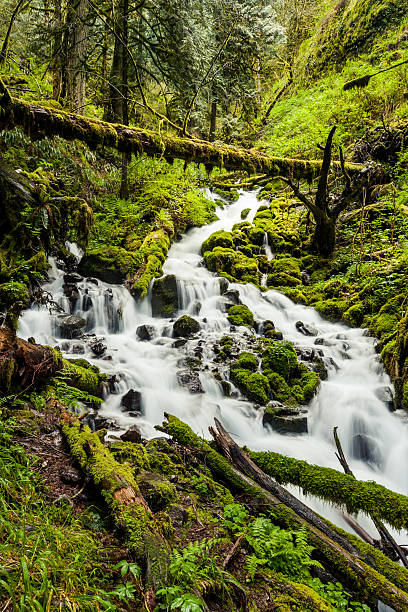 istock Cascade waterfalls in Oregon forest hike trail 467824016