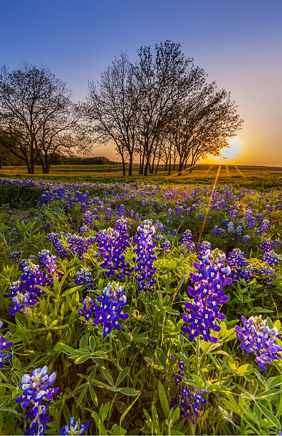 istock Texas bluebonnet filed at sunset in Spring 467824018