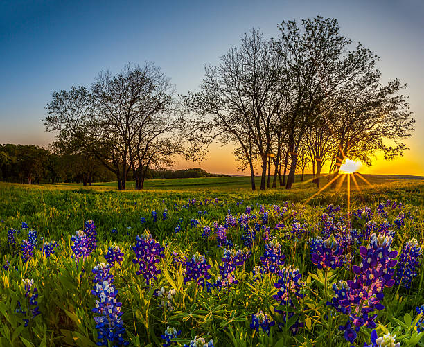 istock Texas bluebonnet filed at sunset in Spring 467824144