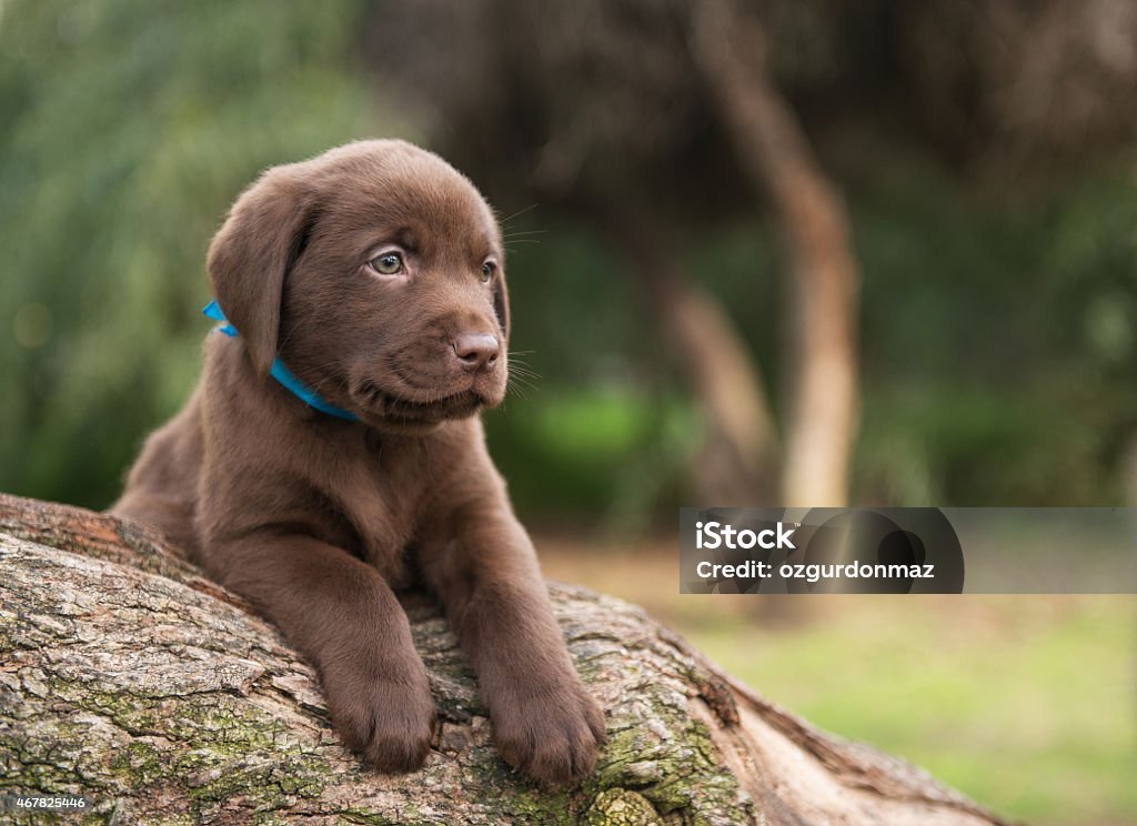 Cute labrador puppy on tree Close up portrait of a cute labrador puppy on tree with copy space to the right Puppy Stock Photo