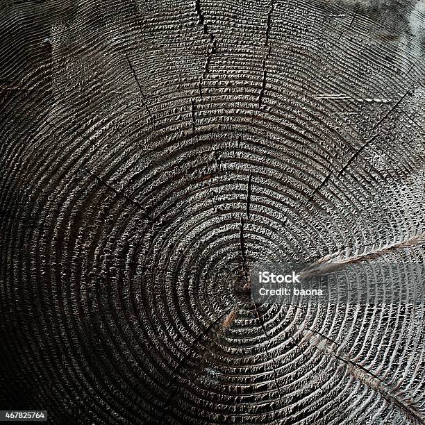 Tree Rings Stock Photo - Download Image Now - 2015, Aging Process, Backgrounds