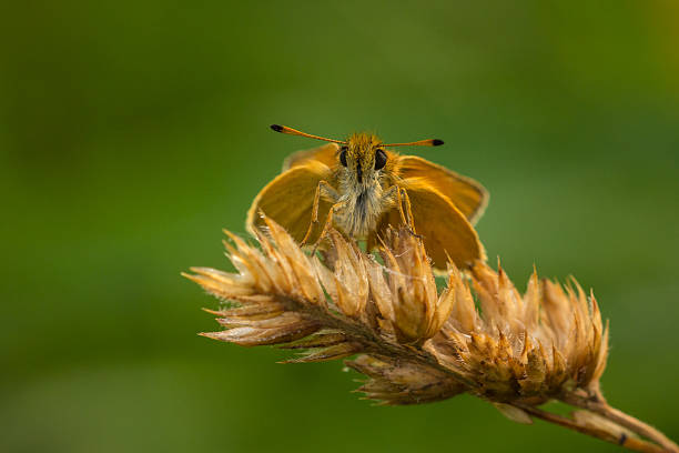 istock Essex skipper resting 467825842