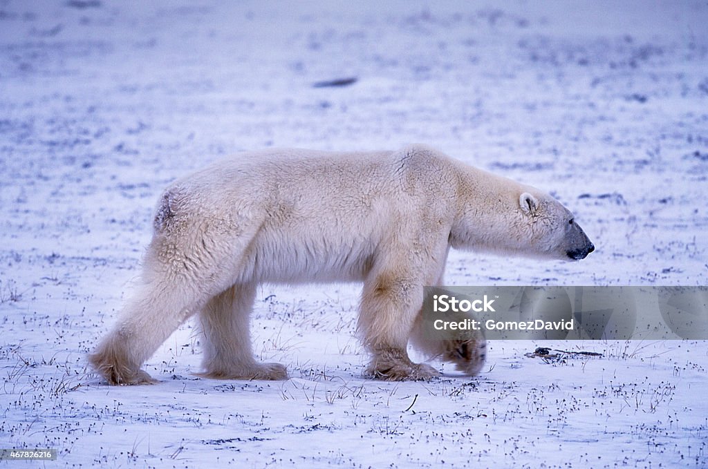 One Wild Polar Bear Walking on Snowy Hudson Bay Shore Polar bear (Ursus maritimus) walking along the Hudson Bay, waiting for the bay to frreze over so they can begin their hunt for ringed seals. 2015 Stock Photo