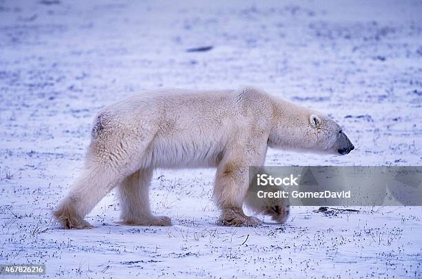 One Wild Polar Bear Walking On Snowy Hudson Bay Shore Stock Photo - Download Image Now