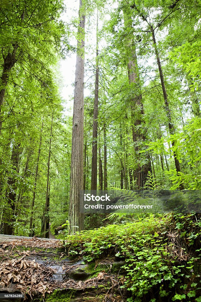 Humboldt Redwoods State Park - Lizenzfrei Baum Stock-Foto