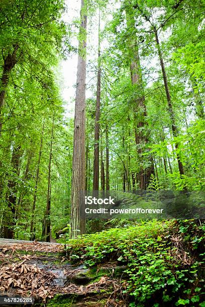 Humboldt Redwoods State Park Stockfoto und mehr Bilder von Baum - Baum, Blatt - Pflanzenbestandteile, Farbbild