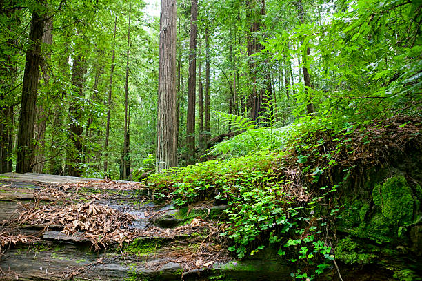 Giant Redwoods in Humboldt Redwoods State Park, California, USA.