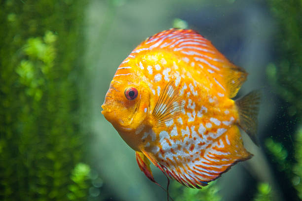 Discus Fish Discus Fish. discus fish symphysodon stock pictures, royalty-free photos & images