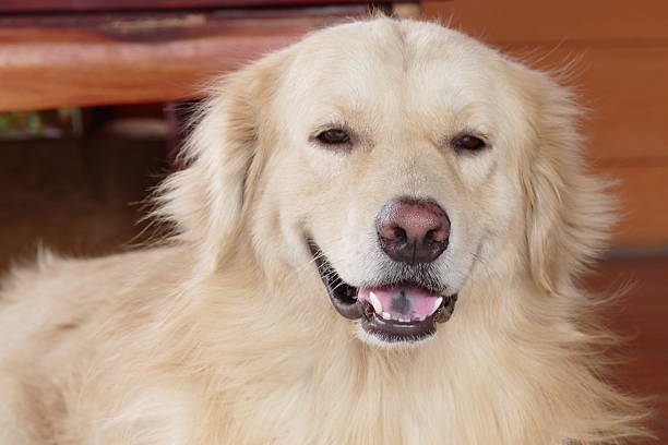 istock Cute Face Golden Retriever Dog 467829022