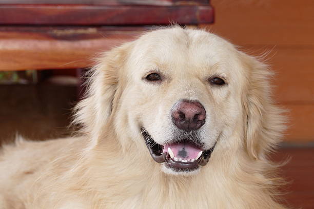 istock Cute Face Golden Retriever Dog 467829024
