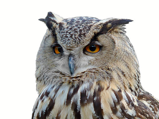 istock Horned Owl Isolated Portrait 467829288