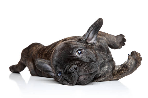 French bulldog puppy resting French bulldog puppy resting on white background french bulldog puppies stock pictures, royalty-free photos & images