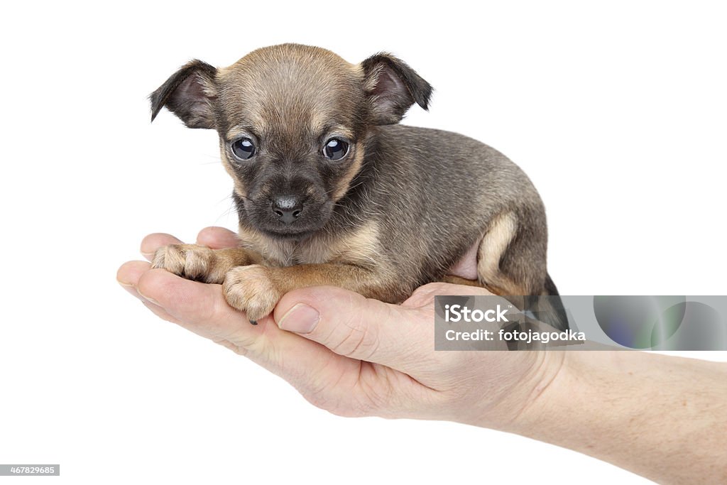 Chihuahua puppy in hand Funny Chihuahua puppy in hand on a white background Animal Stock Photo